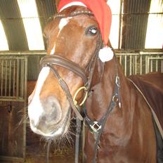 Dansk Varmblod Proud Mary