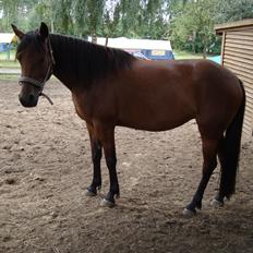 Traver Little Sister E P (Musse)