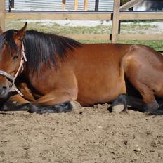 Traver Little Sister E P (Musse)