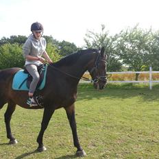 Dansk Varmblod shadow