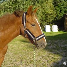 Anden særlig race Rocky-Babe( tidligere hest)