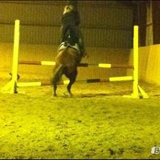 Anden særlig race Rocky-Babe( tidligere hest)