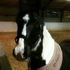 Anden særlig race WINNITUE