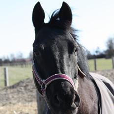 DSP Bethoven af stensnæs B-pony