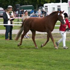 New Forest Roløkke Andes