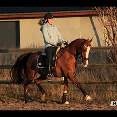 Hollandsk Sportspony Karimh J.V. *B-Pony*