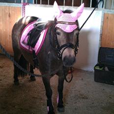 Shetlænder Fløjgårds Manda (kaldt Tulle)