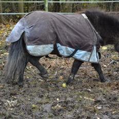 Shetlænder Fløjgårds Manda (kaldt Tulle)