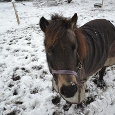 Shetlænder Fløjgårds Manda (kaldt Tulle)