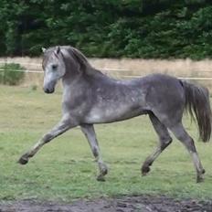 Welsh Pony (sec B) Birtley First Addition *AVLSHINGST*