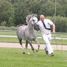 Welsh Pony (sec B) Birtley First Addition *AVLSHINGST*