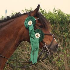 DSP | Elmelys Lady Ruwena