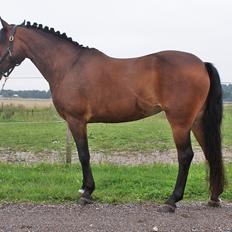 DSP | Elmelys Lady Ruwena