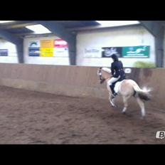 Fjordhest Zacco - (Holger af okslundgård)R.I.P