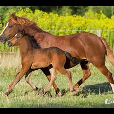 Welsh Cob (sec D) Flora