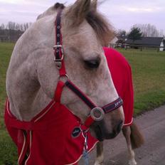 Connemara Moneyveen Smokie (Conni)