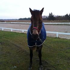 Welsh Cob (sec D) Riko