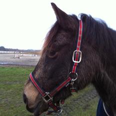 Welsh Cob (sec D) Riko
