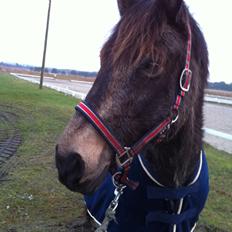 Welsh Cob (sec D) Riko