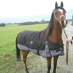 Arabisk fuldblod (OX) Lady Santana