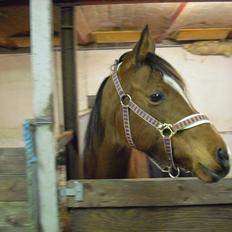 Arabisk fuldblod (OX) Lady Santana