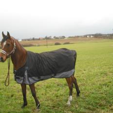 Arabisk fuldblod (OX) Lady Santana