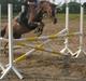 Welsh Partbred (Sec F) smukke Evita pigen. Solgt :(