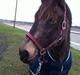 Welsh Cob (sec D) Riko