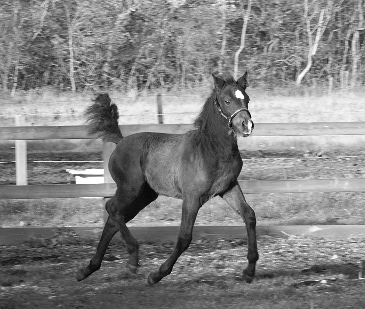 Anden særlig race Blue Eye Surprice ( følle)!" billede 14