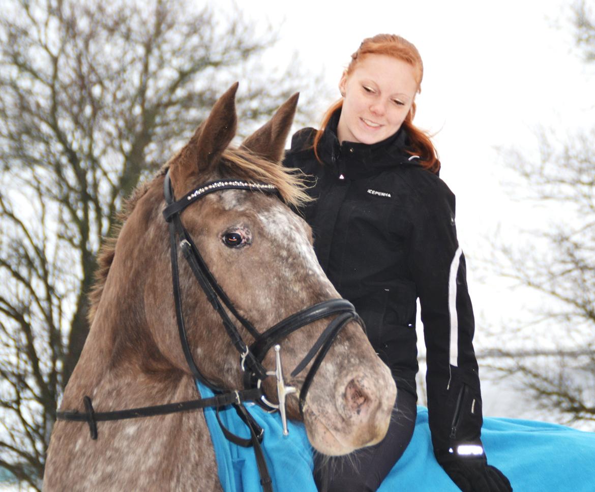 Knabstrupper Storlunds Sun-Light - d.23.12.2012 billede 12