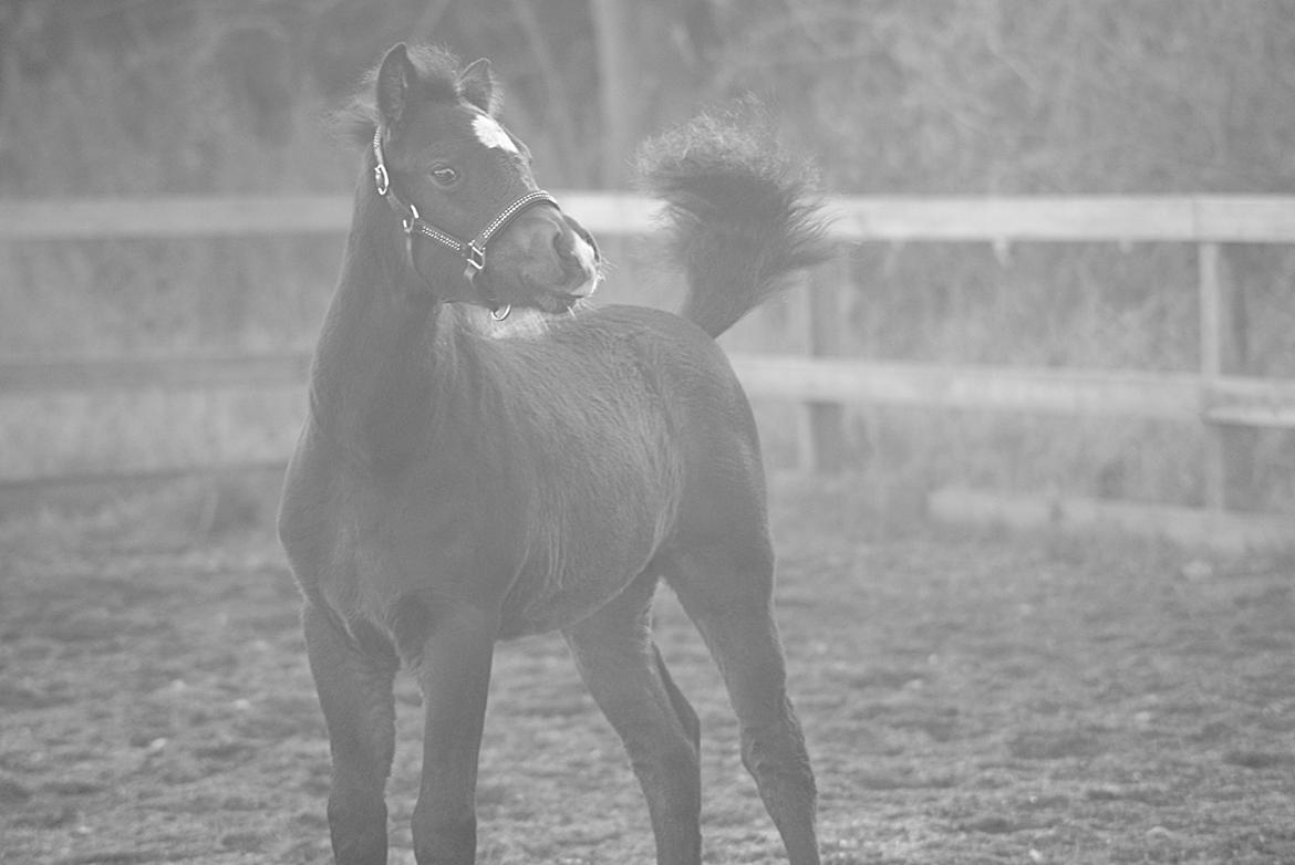 Anden særlig race Blue Eye Surprice ( følle)!" billede 9