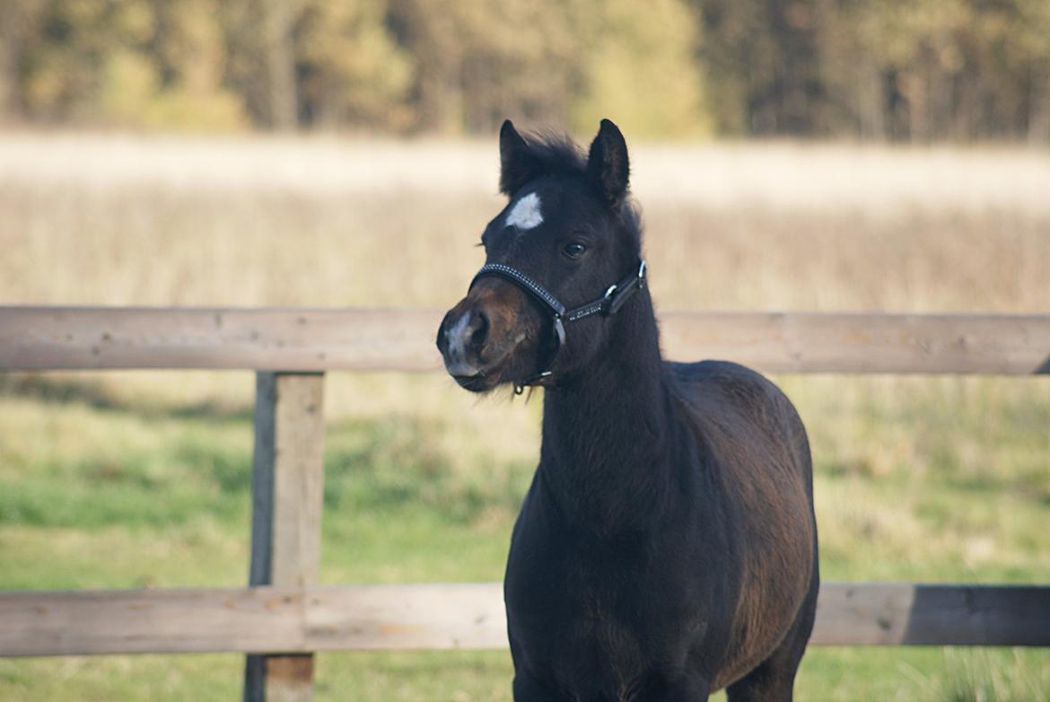 Anden særlig race Blue Eye Surprice ( følle)!" billede 7