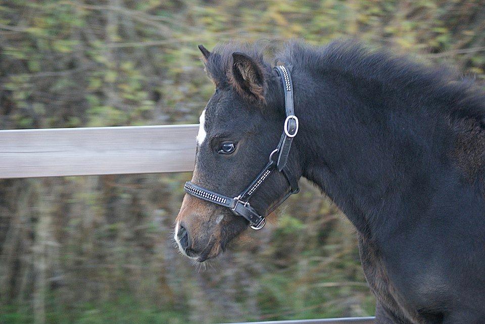 Anden særlig race Blue Eye Surprice ( følle)!" billede 16