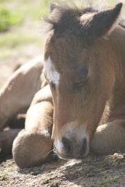 Anden særlig race Blue Eye Surprice ( følle)!" billede 17