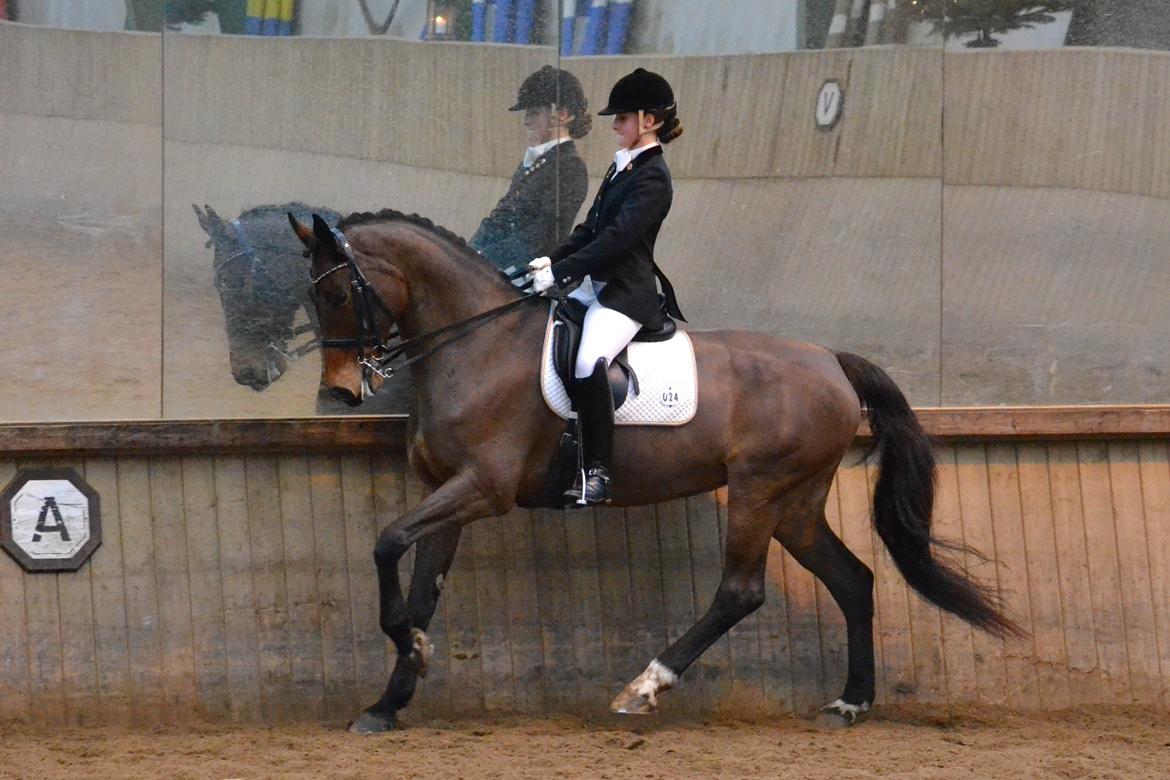 Dansk Varmblod Corina (Steffie) - Smukke Steffie på SIV. Foto Helene Koefoed-Nielsen billede 8