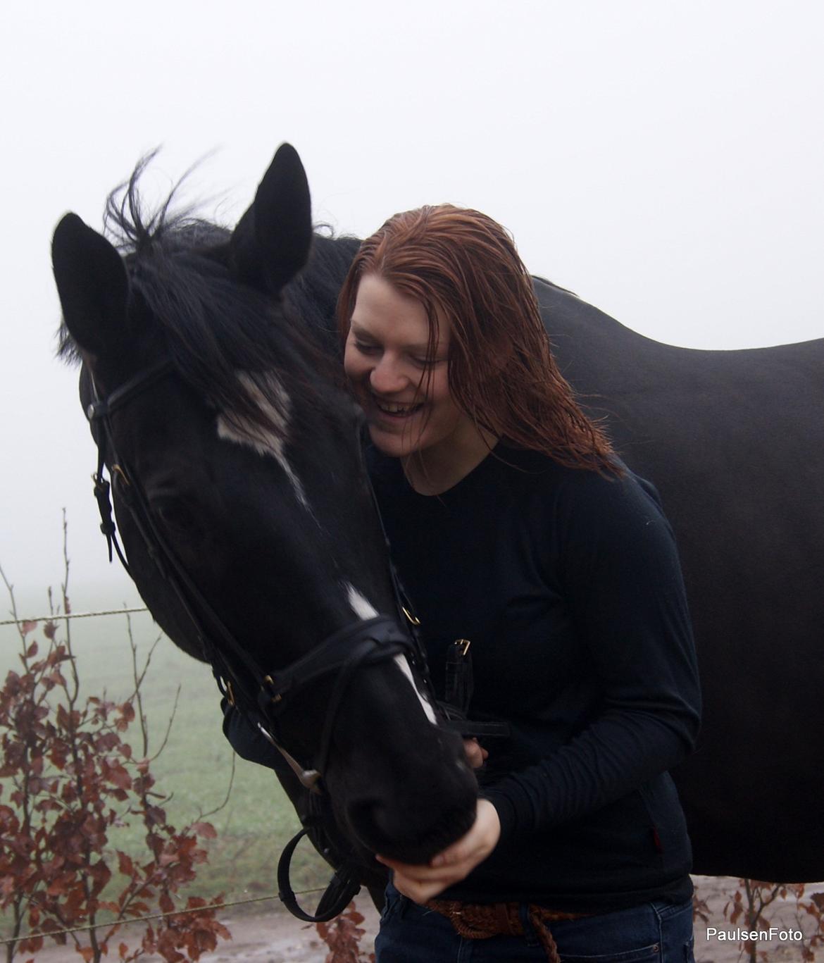 Dansk Varmblod Holstegårds Chosen One (solgt)   billede 15