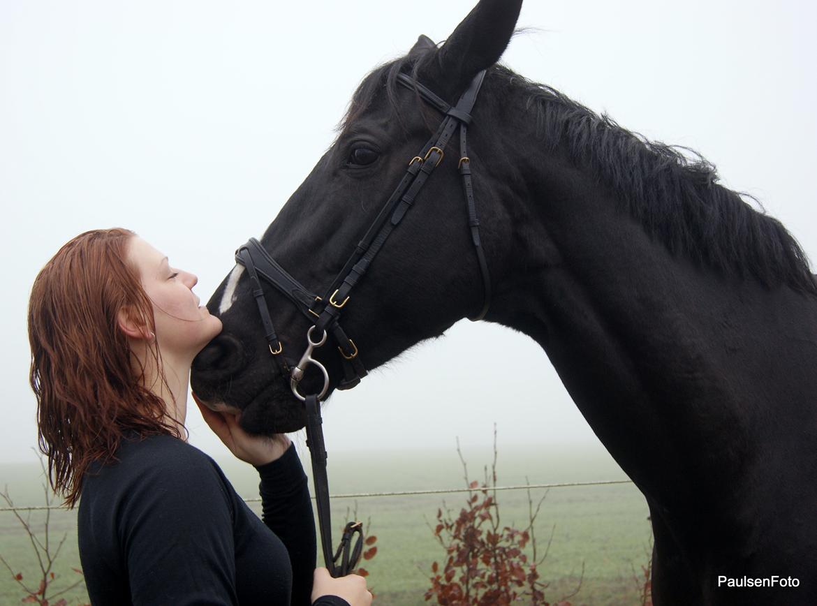 Dansk Varmblod Holstegårds Chosen One (solgt)   billede 16
