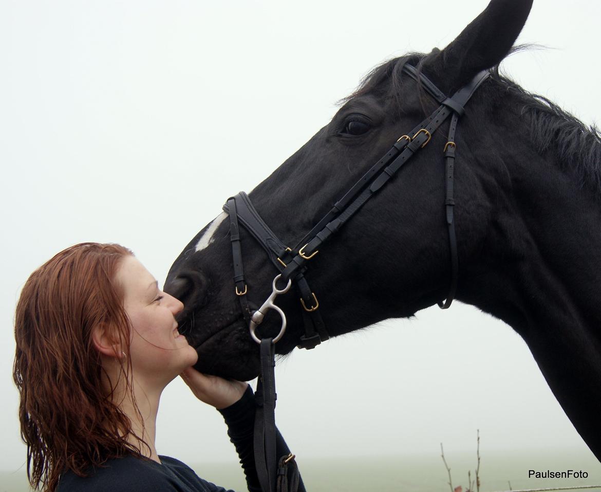 Dansk Varmblod Holstegårds Chosen One (solgt)   billede 17