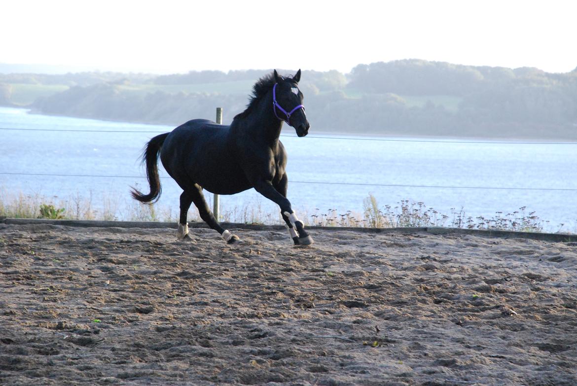 Dansk Varmblod Holstegårds Chosen One (solgt)   billede 18