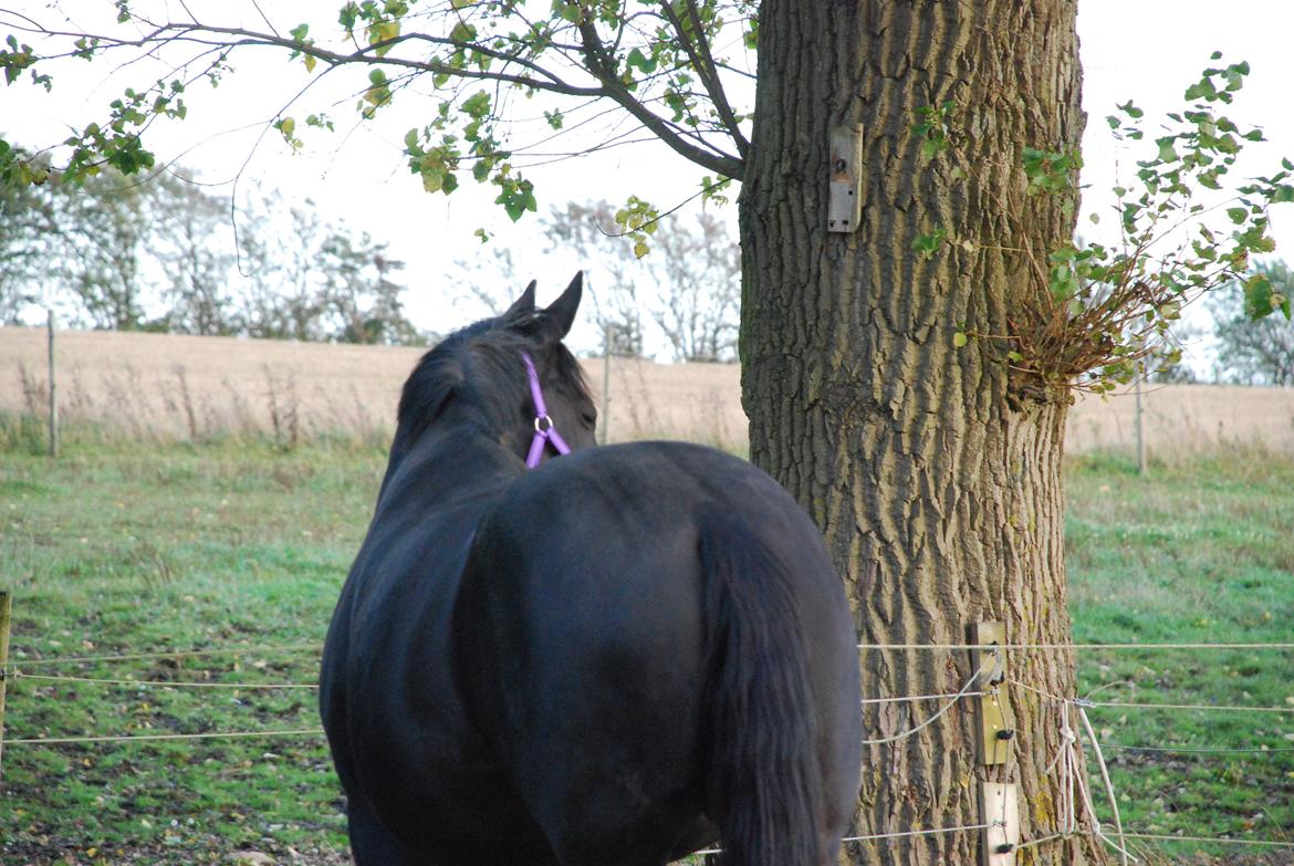 Dansk Varmblod Holstegårds Chosen One (solgt)   billede 19