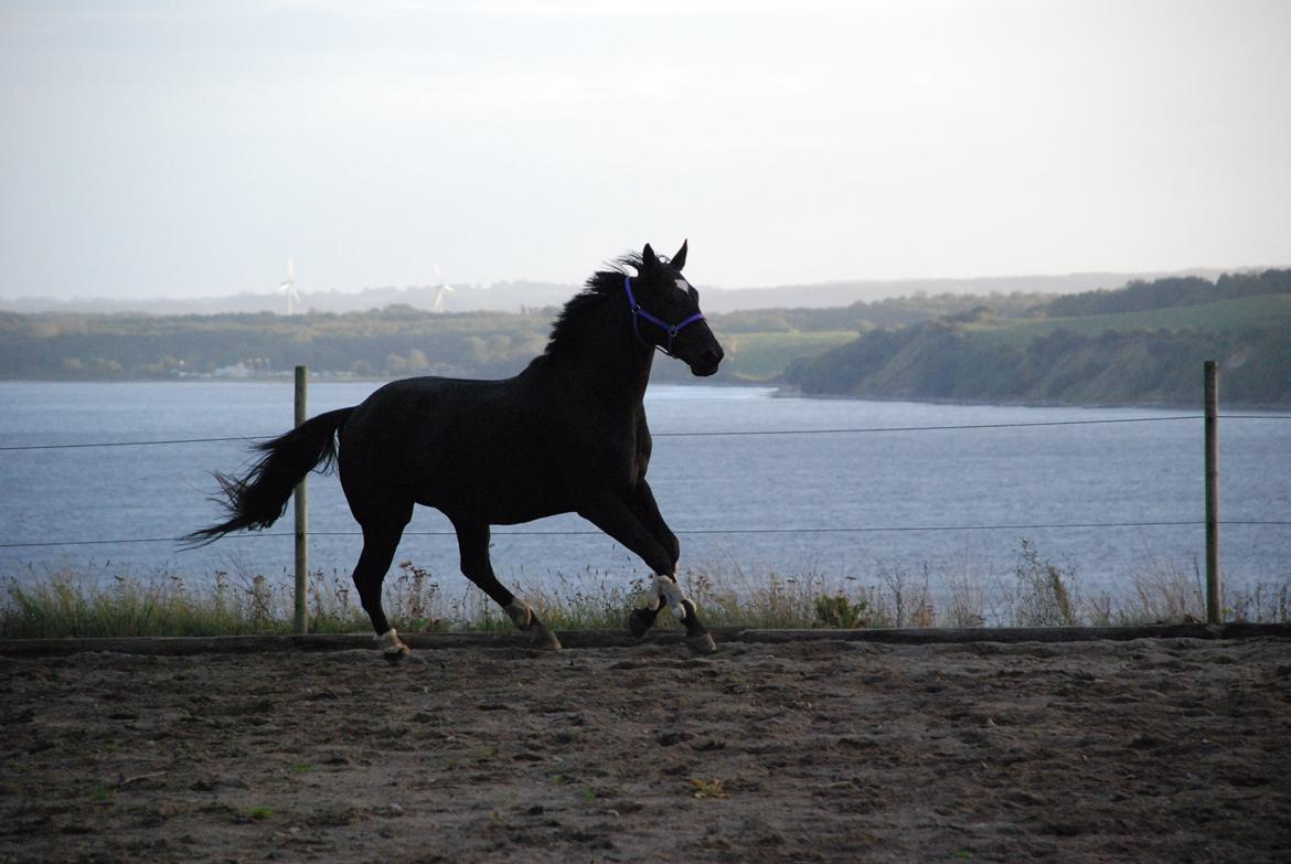 Dansk Varmblod Holstegårds Chosen One (solgt)   billede 1