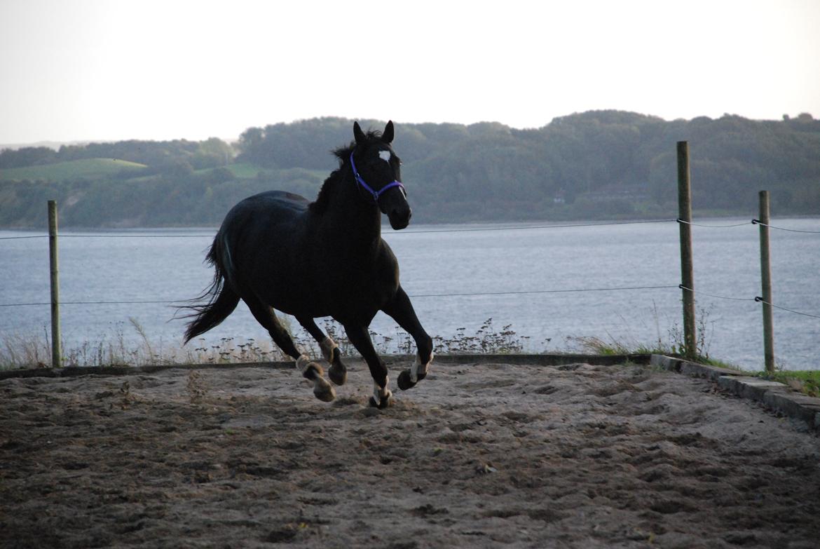 Dansk Varmblod Holstegårds Chosen One (solgt)   billede 20