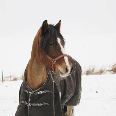 Anden særlig race moonlight billede 7