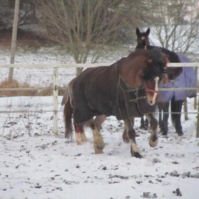 Anden særlig race moonlight billede 3