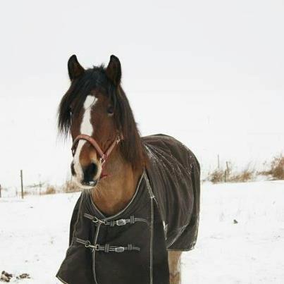 Anden særlig race moonlight billede 4