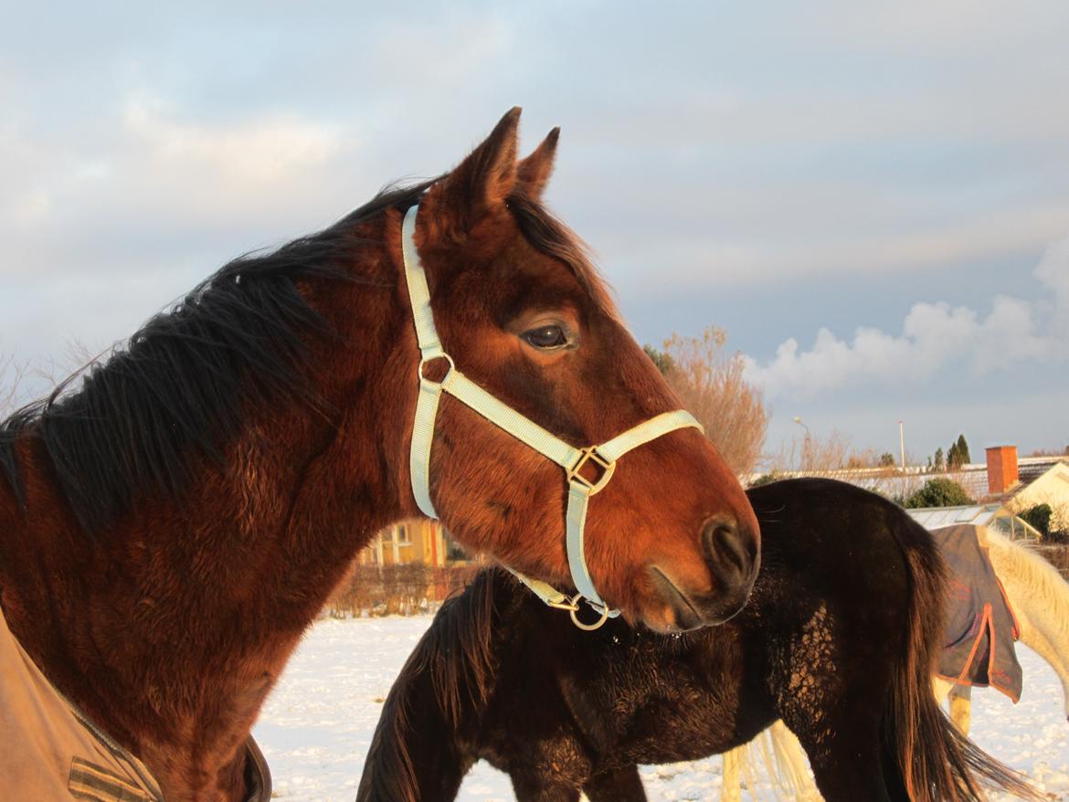 Dansk Varmblod Lillegårdens Daytona billede 16