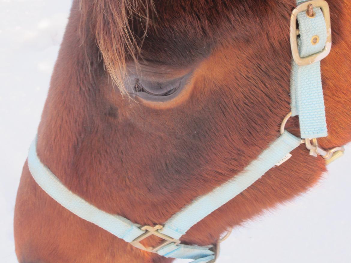 Dansk Varmblod Lillegårdens Daytona billede 17