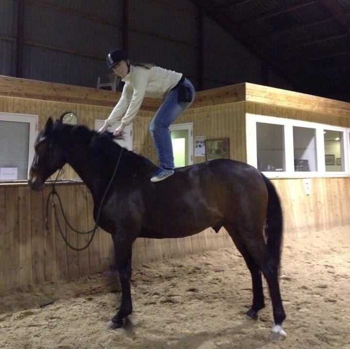 Dansk Varmblod Las-Vegas-EM billede 4