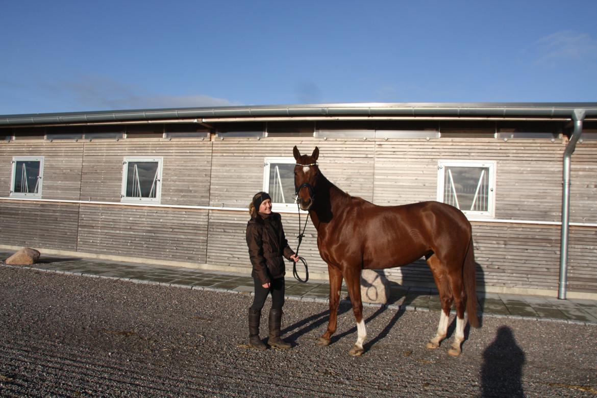 Dansk Varmblod Brunhøjgård´s Zurprise billede 19