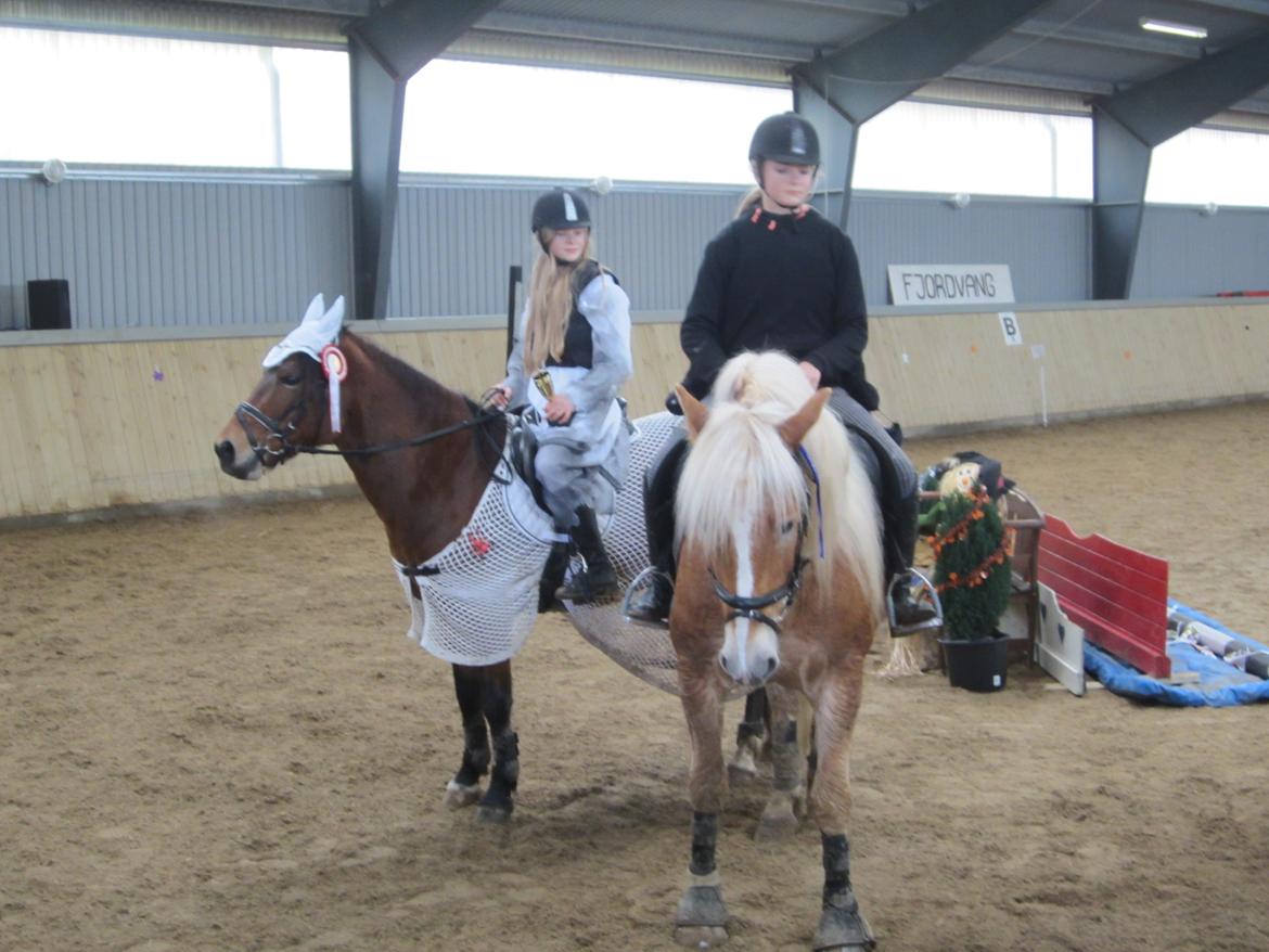 Tyroler Haflinger stuwart - fjordvang springstævne- 2.plads billede 10